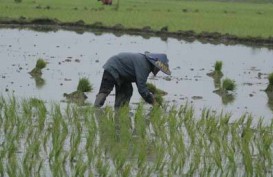 Kehilangan Lahan: Setiap Hari 220 Hektare Sawah Indonesia Lenyap