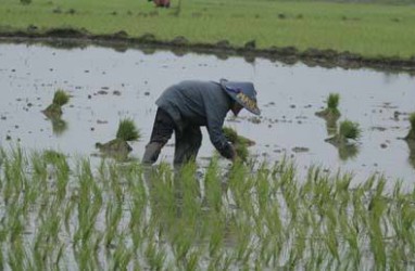 Kehilangan Lahan: Setiap Hari 220 Hektare Sawah Indonesia Lenyap