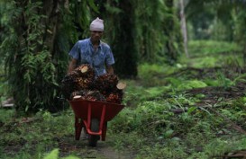 Pengusaha Kelapa Sawit Didesak Bagi 20% Perkebunan untuk Rakyat