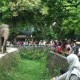 LIBUR AKHIR PEKAN: Kebun Binatang Ragunan Gelar Parade Satwa & Seminar Gajah Sumatra, Minggu (20/4/2014)