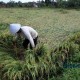 Produk Pangan Brasil Terancam Pemanasan Global