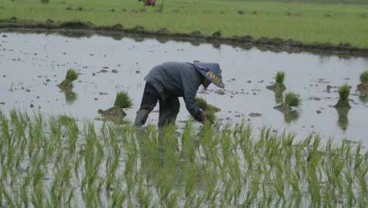 Musirawas Lipatgandakan Areal Padi Organik