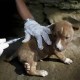 BALI BEBAS RABIES: Anjing Harga Puluhan Juta Pun Disuntik Mati