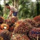 Petani Sawit Riau Ingin Kelola Pabrik Pengolahan Sendiri