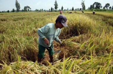 Bulog Riau Prihatin Alih Fungsi Lahan Pertanian
