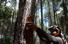 Turunan Getah Pinus, Perhutani ekspor perdana ke India