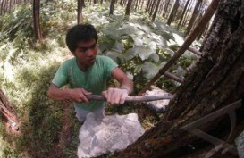 Perhutani Ekspor Perdana Produk Turunan Getah Pinus ke India