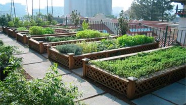 URBAN FARMING Tekan Kelangkaan Hortikultura