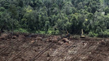 Norwegia Bakal Cek Langsung Program REDD+ di Hutan Kalimantan