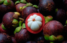 Indonesia Jajal Pasar Buah Manggis di Benua Oseania
