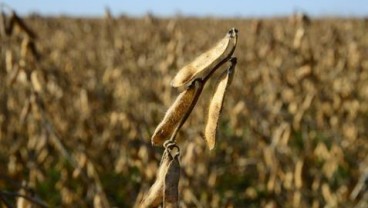 Curah Hujan Bagus, Harga Kedelai, Jagung dan Gandum Melemah