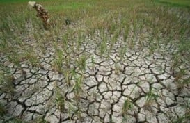 Gejala Kehadiran El Nino Naik, Potensi Kekeringan Meningkat