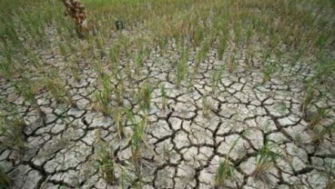 Gejala Kehadiran El Nino Naik, Potensi Kekeringan Meningkat