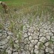 Gejala Kehadiran El Nino Naik, Potensi Kekeringan Meningkat