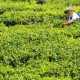 Bangun Pabrik Teh, Yayasan Komoditi Lestari Ingin Genjot Pendapatan Petani