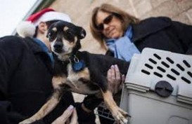 Sterilisasi Anjing: AS Keluarkan US$4-5 Juta per Tahun Untuk Suntik Mati Anjing