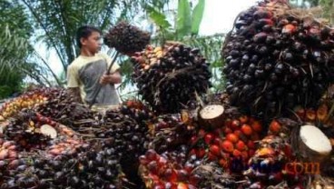 Produksi CPO Sawit Sumbermas Capai 28% dari Target 2014