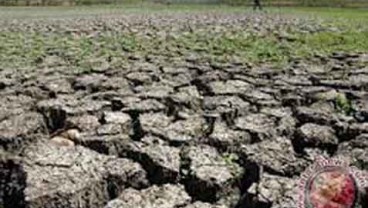 Dampak El Nino Terlihat Mulai September, Musim Kemarau Bisa Panjang