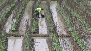 BMKG Sarankan Petani Mulai Tanam Palawija