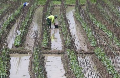 BMKG Sarankan Petani Mulai Tanam Palawija