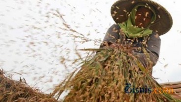 HARGA BERAS: Di Tingkat Petani Anjlok