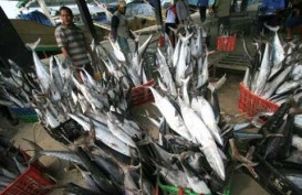 Perikanan Tangkap: Produksi Nelayan di Tasikmalaya Belum Optimal
