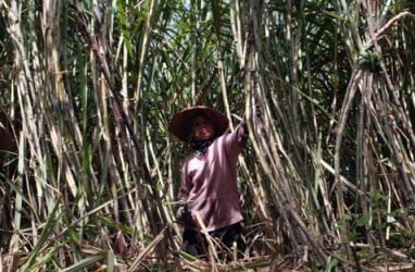 Pemkab Malang Tingkatkan Rendemen Tebu Hingga 10%