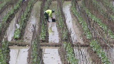 KREDIT PANGAN: BRI Palembang Target Pinjaman ke Petani Naik 20%