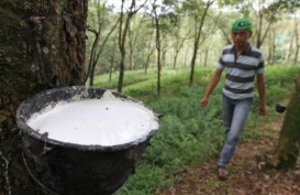 Petani Karet Didorong Bentuk Pasar Lelang