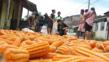 HARGA JAGUNG: Terus Melemah Terseret Aksi Tanam Petani AS