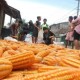 HARGA JAGUNG: Terus Melemah Terseret Aksi Tanam Petani AS