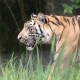 Pengelolaan Konservasi Harimau Sumatera Terhenti Sejak 2008