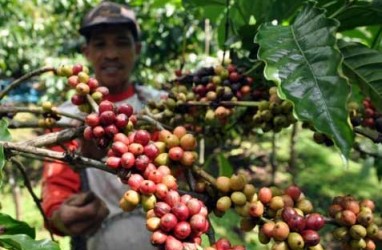 Berikut Ini Pergerakan Harga Kopi Robusta 5-13 Mei 2014