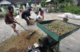 HARGA KOPI ROBUSTA: Melemah 0,52%