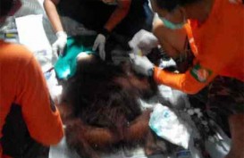 Orangutan Luka Bacok Diselamatkan Warga dari Sekitar Perkebunan Sawit