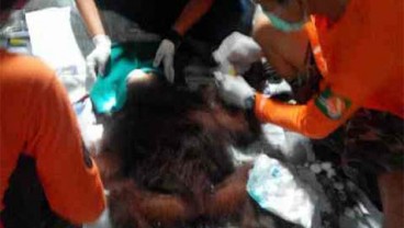 Orangutan Luka Bacok Diselamatkan Warga dari Sekitar Perkebunan Sawit