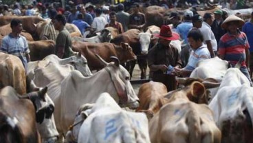 JELANG RAMADAN&LEBARAN: Kemendag Izinkan Impor 270.000 Sapi Potong