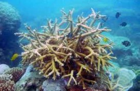 60 Juta Penduduk Hidup di Garis Pantai, RI Rentan Degradasi Koral