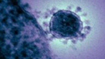 MERS-CoV: Sebaiknya Jamaah Umroh tak Bersentuhan dengan Unta