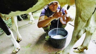 MERS-CoV: Jangan Minum Susu Mentah