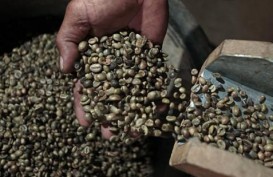 Harga Kopi Robusta Rebound 0,29%