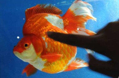 Ekspor Ikan Hias dari Bekasi Tahun Ini Ditarget 120 Juta Ekor