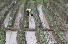 Disarankan di level 15%, Kredit Pertanian di Jawa Timur Justru Tumbuh 40%