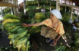 TEMBAKAU: Permintaan Kretek Turun, Petani Pangkas Produksi Hingga 50%