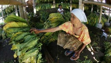 TEMBAKAU: Permintaan Kretek Turun, Petani Pangkas Produksi Hingga 50%