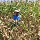 Pelestarian Lahan Pertanian: Distan Sumut Targetkan Pengesahan Ranperda Akhir Tahun Ini