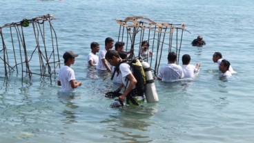 TERUMBU KARANG LOMBOK: Penyelam Asing Tanamkan Domus Sepiae