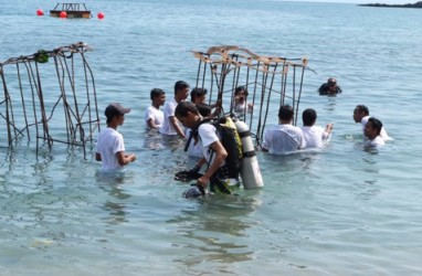 TERUMBU KARANG LOMBOK: Penyelam Asing Tanamkan Domus Sepiae