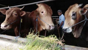 Anggaran Dipangkas, Bagaimana Kelanjutan Proyek Rumah Potong Hewan Jateng?