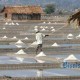 BUDIDAYA GARAM: Petani Didorong Seimbangkan Struktur Produksi Garam